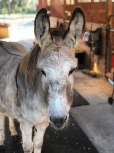 Picture of Dean's Donkey