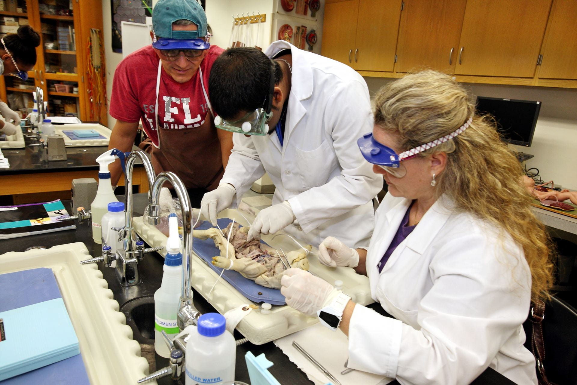 Anatomy 2 students dissecting a fetal pig in lab