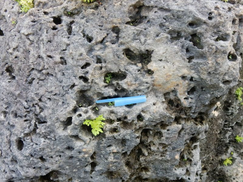 Close-up of Limestone Formation within the Biscayne Aquifer (with pen cap for scale)