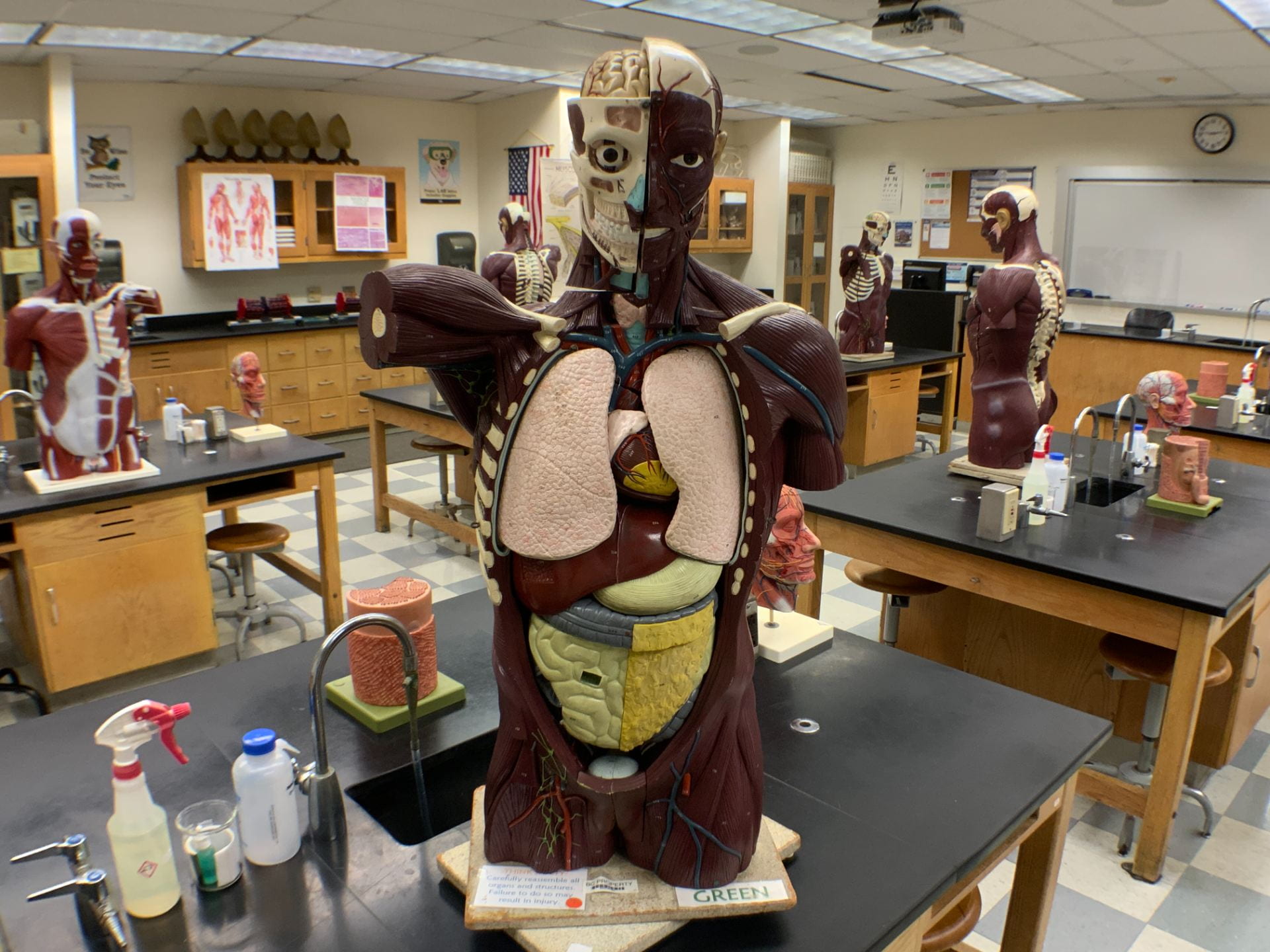 Image with human torso and other models at student stations in North Campus Anatomy and Physiology 1 Lab