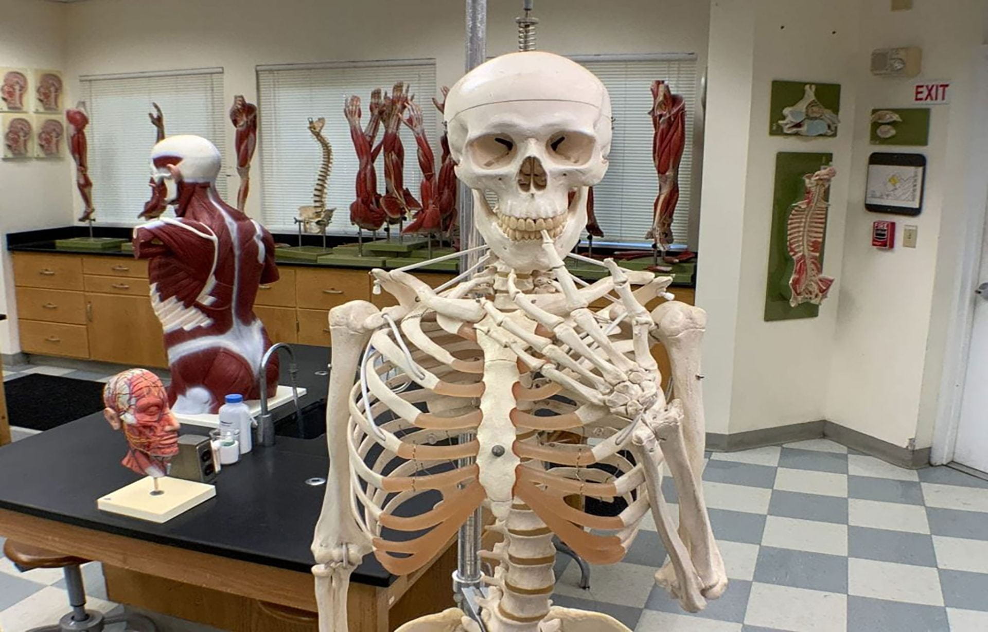 Close-up image of a portable articulated skeleton in the Anatomy and Physiology 1 Lab on North Campus
