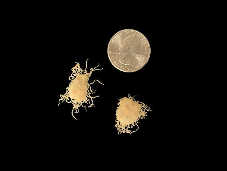 Image of Jellyfish Gonionemus