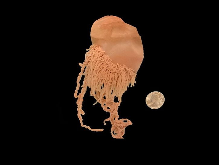 Image of Man-O-War Jellyfish