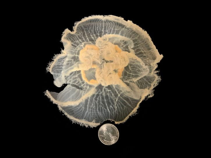 Image of Aurelia Moon Jellyfish