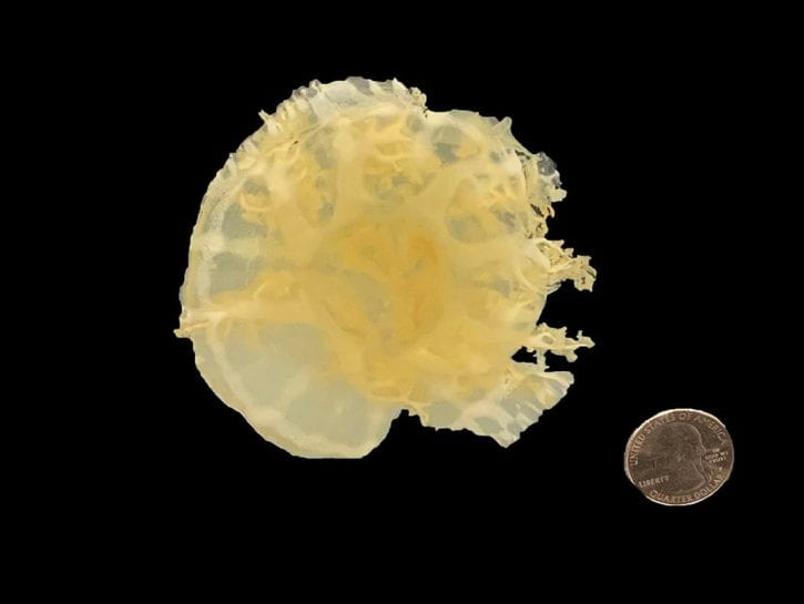 Image of Cassiopeia Upside Down Jellyfish