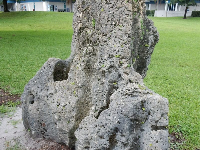A fragment of the Biscayne Aquifer located on Broward College's North Campus. Demonstrating limestone formation with the aquifer, it is a perfect example of the touching-vug porosity that facilitates much of the ground water flow in this unconfined aquifer located in south Florida.